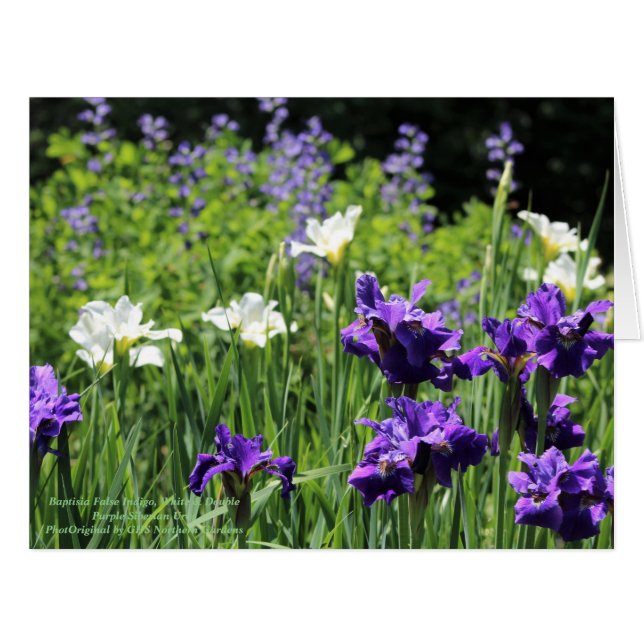 Baptisiaの偽インディゴ、白いおよび二重紫色Sib (正面横)