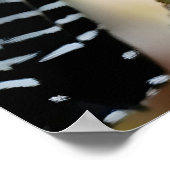 Bar-crested antshrike ポスター (角)