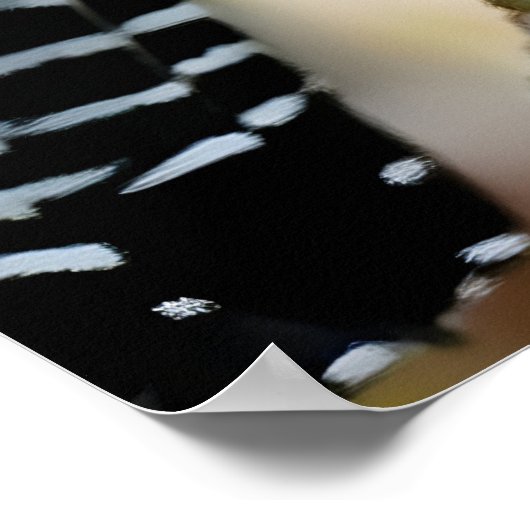 Bar-crested antshrike  ポスター (角)