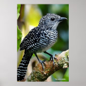 Bar-crested antshrike ポスター (正面)