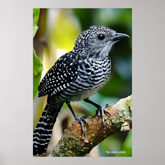 Bar-crested antshrike ポスター (正面)