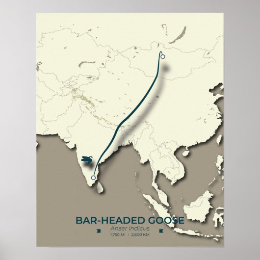 Bar-headed Goose Migration Map – Minimalist ポスター (正面)
