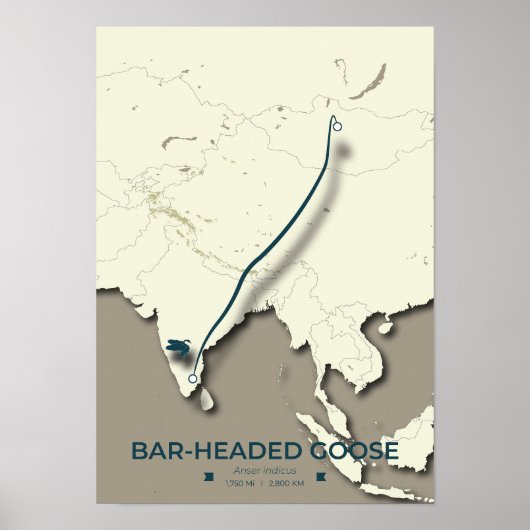 Bar-headed Goose Migration Map – Minimalist ポスター (正面)
