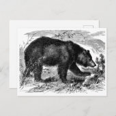 Bär in der Prärie ポストカード (正面/裏面)