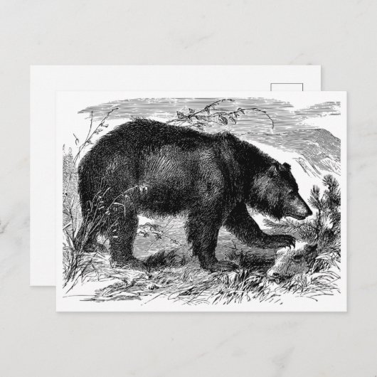 Bär in der Prärie ポストカード (正面/裏面)