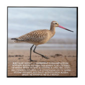 Bar-tailed Godwit  タイル (正面)