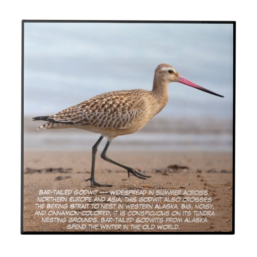 Bar-tailed Godwit  タイル (正面)