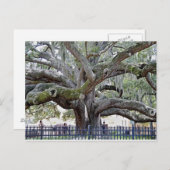 Baranoff Oak - Safety Harbor, FL ポストカード (正面/裏面)