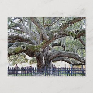 Baranoff Oak - Safety Harbor, FL ポストカード