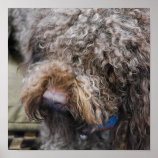 Barbetポスター ポスター (正面)