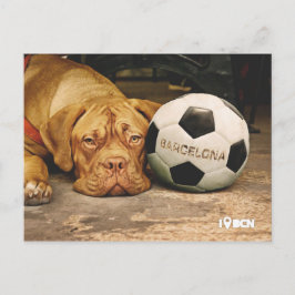 Barcelona's soccer fanatic dog ポストカード