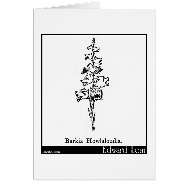 Barkia Howlaloudia. (正面)