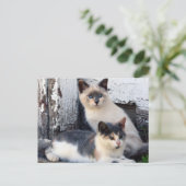 Barn Cats ポストカード (スタンド正面)