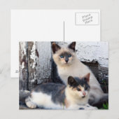 Barn Cats ポストカード (正面/裏面)