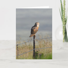 Barn Owl on a Post カード