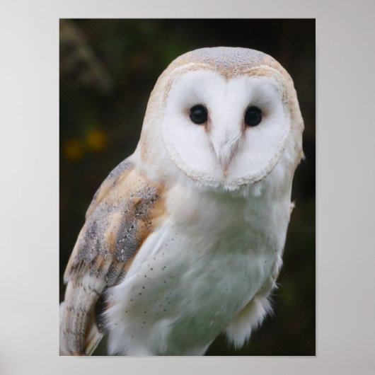 Barn Owl Poster ポスター (正面)
