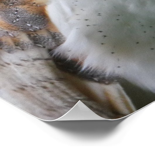 Barn Owl Poster ポスター (角)