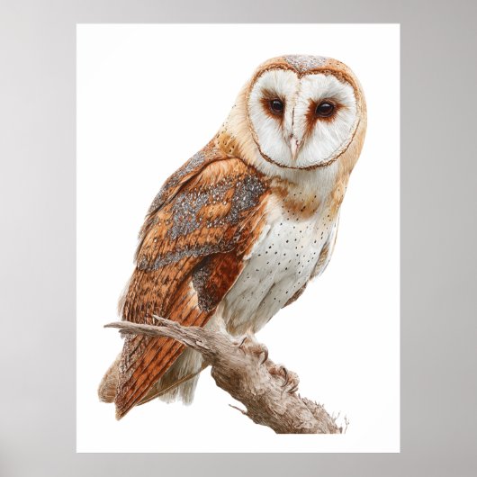 Barn Owl Print, Value Poster Paper (Semi-Gloss) ポスター (正面)