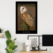 Barn Owl (Tyto alba). Poster ポスター (ホームオフィス)