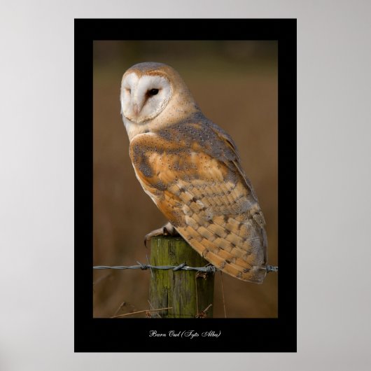 Barn Owl (Tyto alba). Poster ポスター (正面)