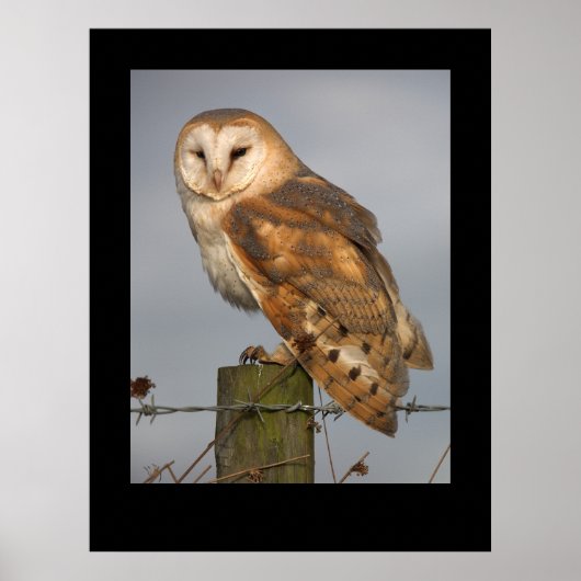 Barn Owl (Tyto alba). Poster by cARTerART ポスター (正面)