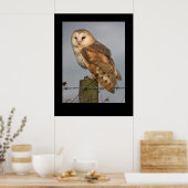 Barn Owl (Tyto alba). Poster by cARTerART ポスター (キッチン)