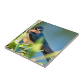 Barn swallow タイル (側面)