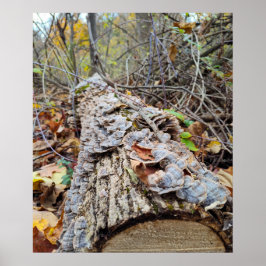 Barnacleツリー・ログ ポスター