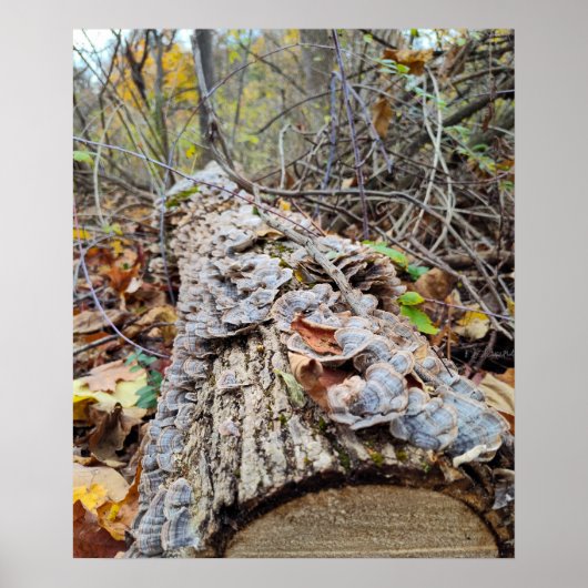 Barnacleツリー・ログ ポスター (正面)