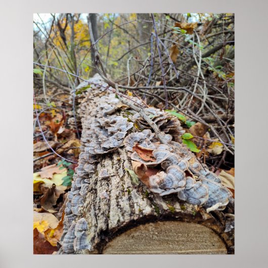 Barnacleツリー・ログ ポスター (正面)