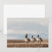 Barnacle Geese自然フォトカード (正面/裏面)