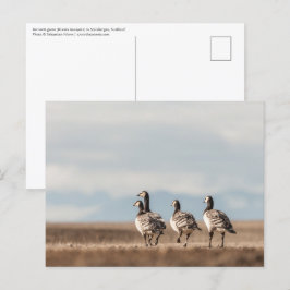 Barnacle Geese自然写真 ポストカード