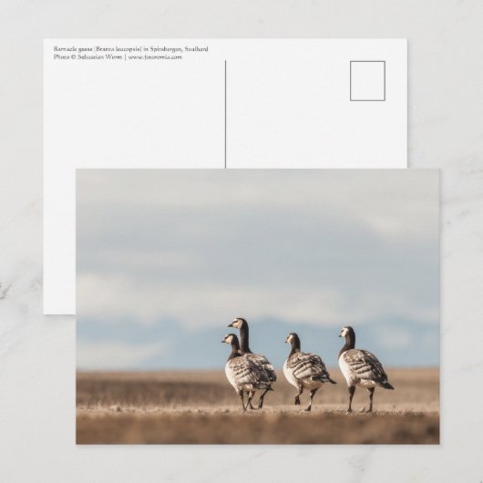 Barnacle Geese自然写真 ポストカード (正面/裏面)