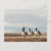 Barnacle Geese自然写真 ポストカード (正面)