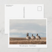 Barnacle Geese自然写真 ポストカード (正面/裏面)