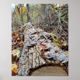 Barnacle Tree Log ポスター