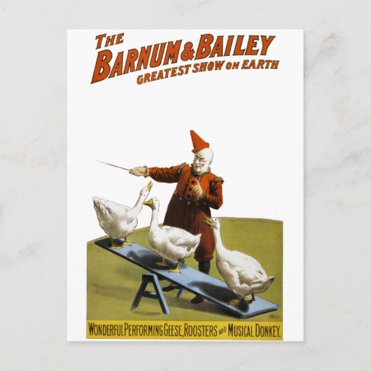 Barnum and Bailey: Performing Geese ポストカード (正面)