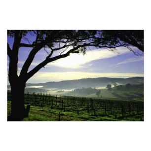 Barossa Valleyの景色 フォトプリント