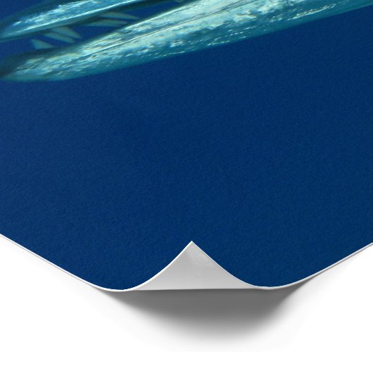 Barracuda Poster ポスター (角)