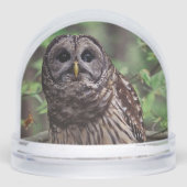 Barred Owl (正面)