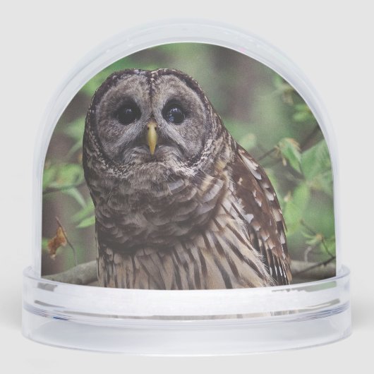 Barred Owl (正面)