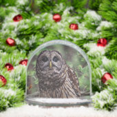Barred Owl (クリスマス)