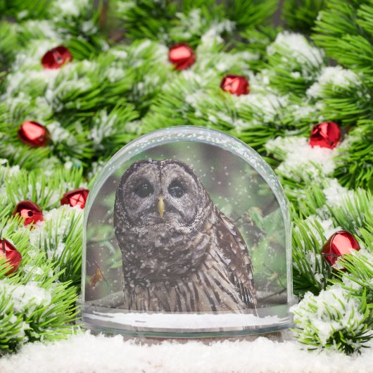 Barred Owl (クリスマス)