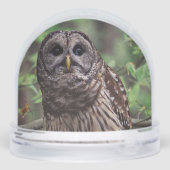 Barred Owl (裏面)