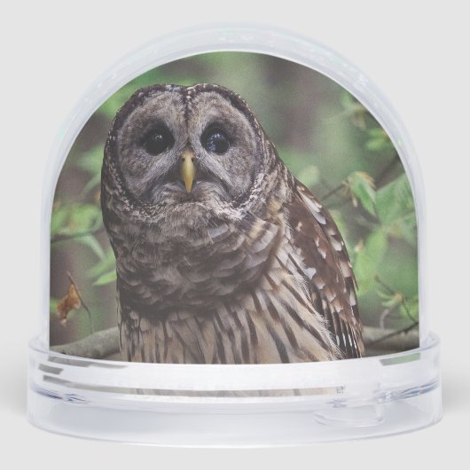 Barred Owl (裏面)