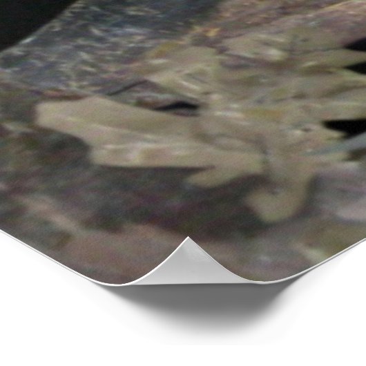 Barred Owl – あなたを見ている ポスター (角)