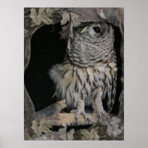 Barred Owl – あなたを見ている