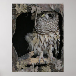 Barred Owl – あなたを見ている ポスター