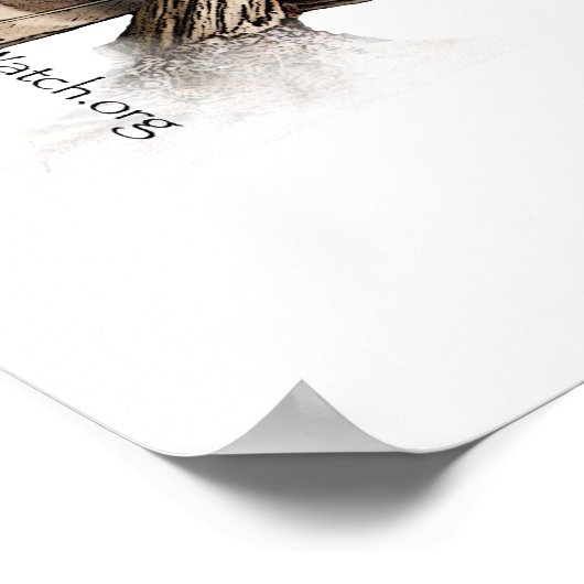 Barred Owl – ポスター (角)