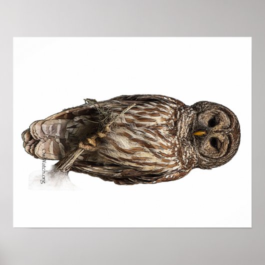 Barred Owl – ポスター (正面)
